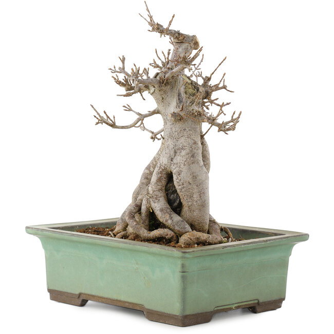 Acer buergerianum, 23 cm, ± 20 años