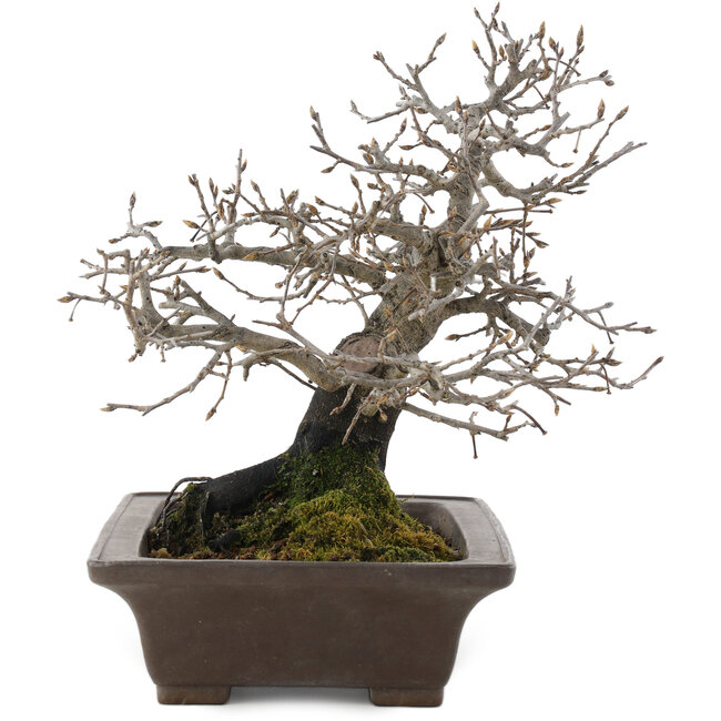 Diospyros kaki, 26 cm, ± 40 jaar oud