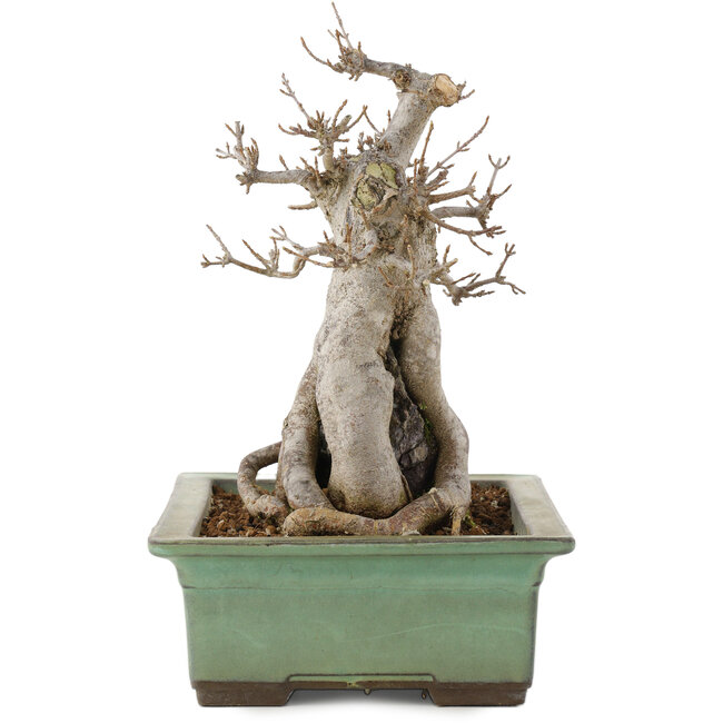 Acer buergerianum, 23 cm, ± 20 ans