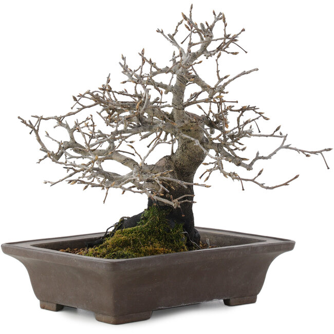 Diospyros kaki, 26 cm, ± 40 Jahre alt