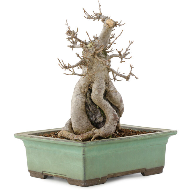 Acer buergerianum, 23 cm, ± 20 years old