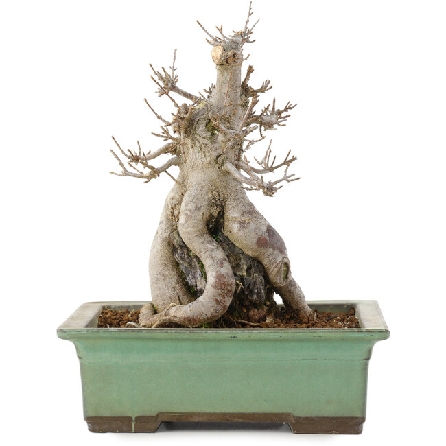 Acer buergerianum, 23 cm, ± 20 anni