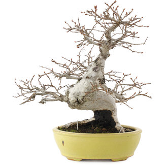 Carpinus coreana, 23 cm, ± 20 Jahre alt