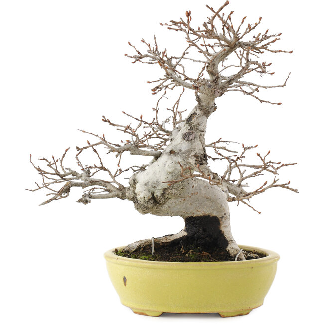 Carpinus coreana, 23 cm, ± 20 jaar oud
