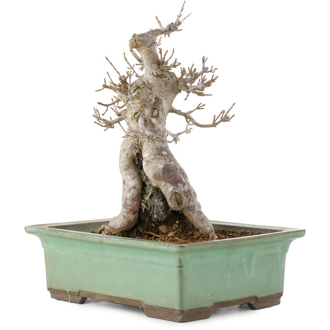 Acer buergerianum, 23 cm, ± 20 years old