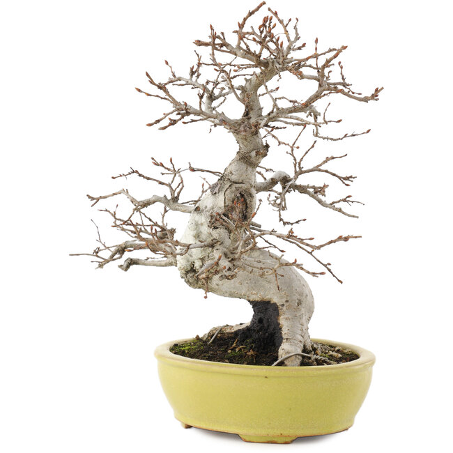 Carpinus coreana, 23 cm, ± 20 jaar oud