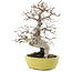 Carpinus coreana, 23 cm, ± 20 Jahre alt