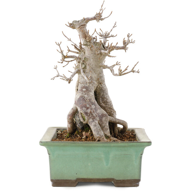 Acer buergerianum, 23 cm, ± 20 ans