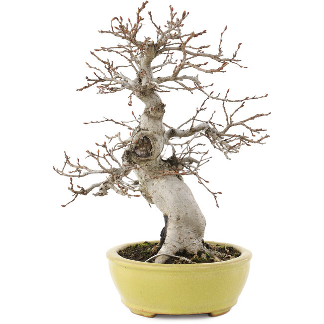 Carpinus coreana, 23 cm, ± 20 ans