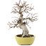Carpinus coreana, 23 cm, ± 20 ans