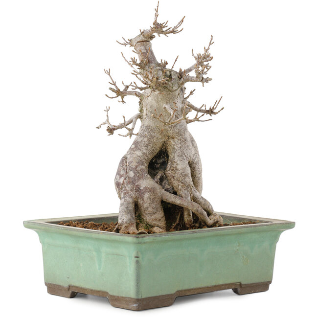 Acer buergerianum, 23 cm, ± 20 Jahre alt