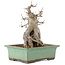 Acer buergerianum, 23 cm, ± 20 anni