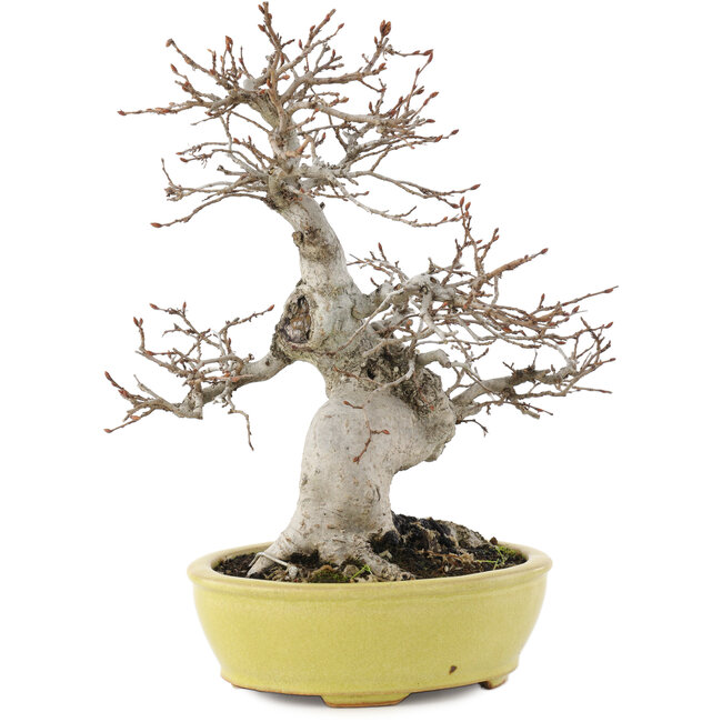 Carpinus coreana, 23 cm, ± 20 años