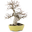 Carpinus coreana, 23 cm, ± 20 Jahre alt