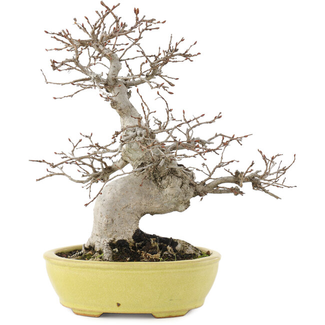 Carpinus coreana, 23 cm, ± 20 anni