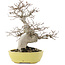 Carpinus coreana, 23 cm, ± 20 Jahre alt