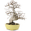 Carpinus coreana, 23 cm, ± 20 Jahre alt