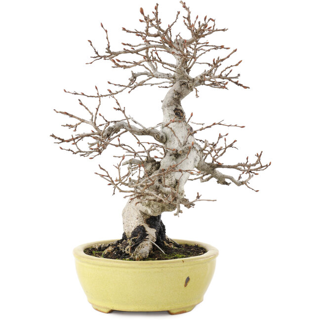Carpinus coreana, 23 cm, ± 20 jaar oud