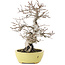 Carpinus coreana, 23 cm, ± 20 Jahre alt