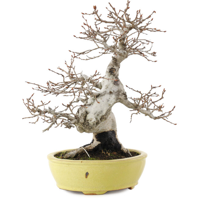 Carpinus coreana, 23 cm, ± 20 ans