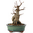 Acer buergerianum, 21 cm, ± 15 anni