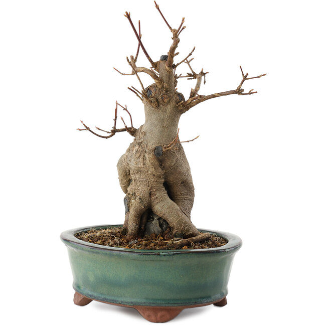 Acer buergerianum, 21 cm, ± 15 años