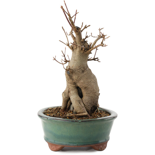 Acer buergerianum, 21 cm, ± 15 years old