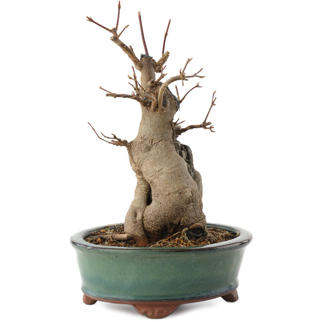 Acer buergerianum, 21 cm, ± 15 years old