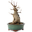 Acer buergerianum, 21 cm, ± 15 Jahre alt