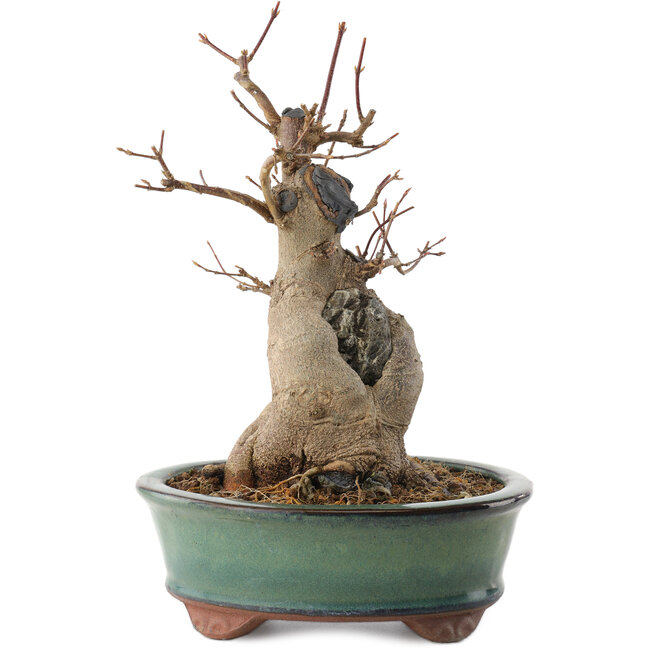 Acer buergerianum, 21 cm, ± 15 years old