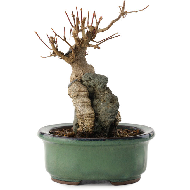 Acer buergerianum, 15,5 cm, ± 15 jaar oud