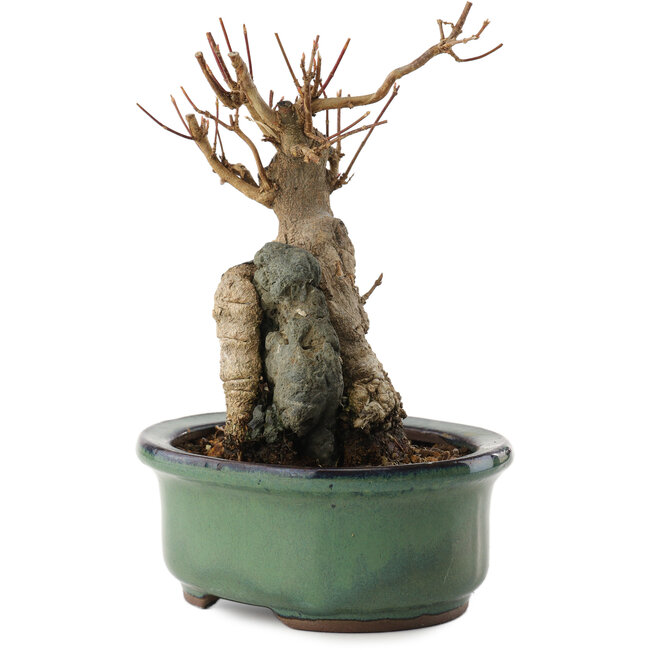 Acer buergerianum, 15,5 cm, ± 15 años