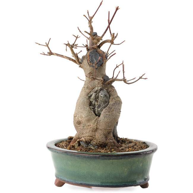 Acer buergerianum, 21 cm, ± 15 years old