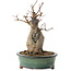 Acer buergerianum, 21 cm, ± 15 anni