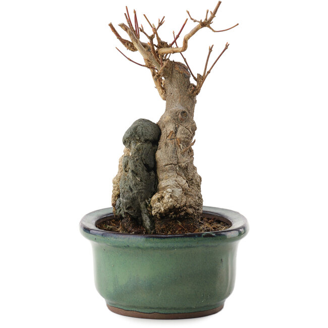 Acer buergerianum, 15,5 cm, ± 15 anni