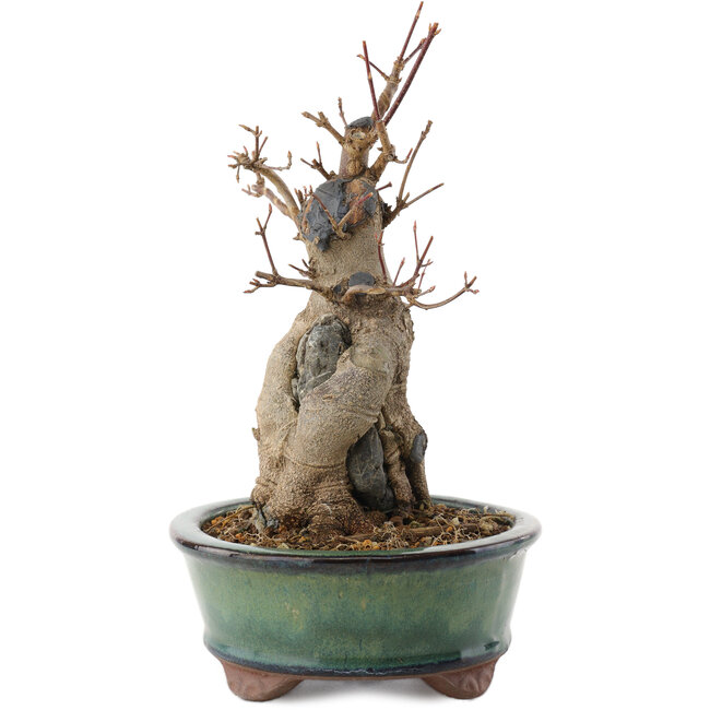 Acer buergerianum, 21 cm, ± 15 Jahre alt