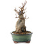 Acer buergerianum, 21 cm, ± 15 anni