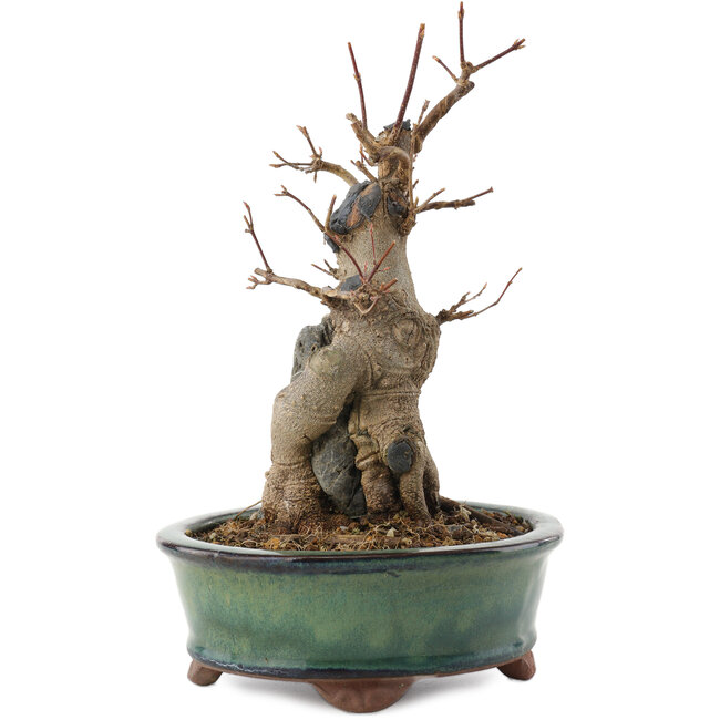 Acer buergerianum, 21 cm, ± 15 jaar oud