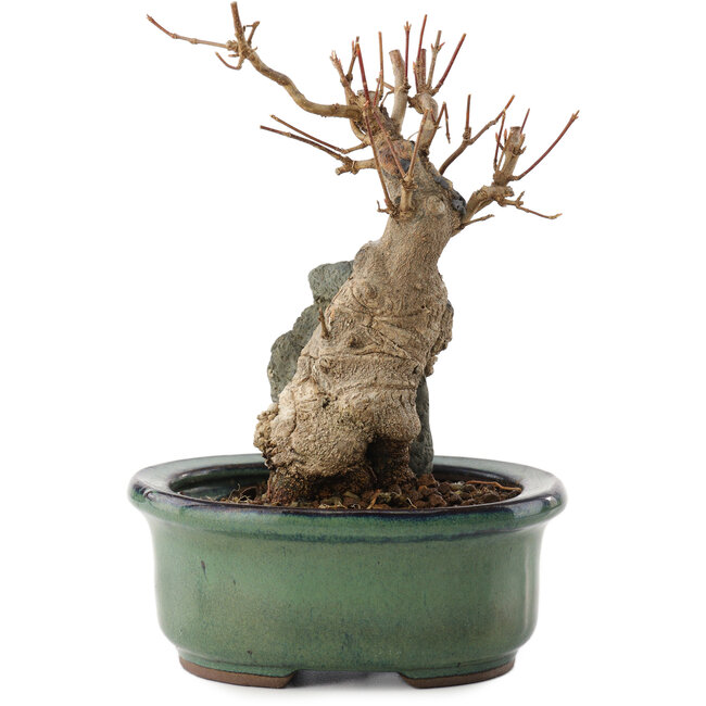 Acer buergerianum, 15,5 cm, ± 15 Jahre alt