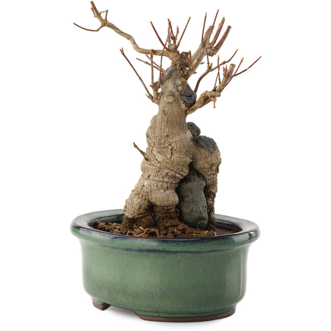 Acer buergerianum, 15,5 cm, ± 15 ans