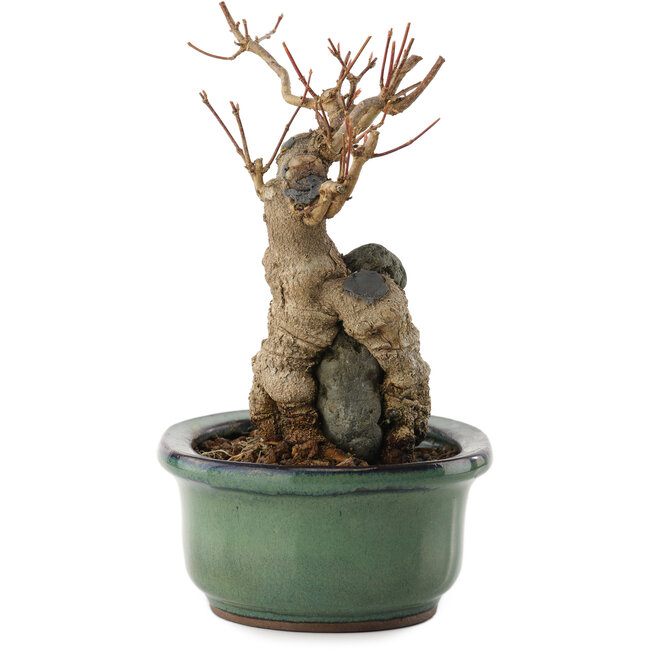 Acer buergerianum, 15,5 cm, ± 15 años