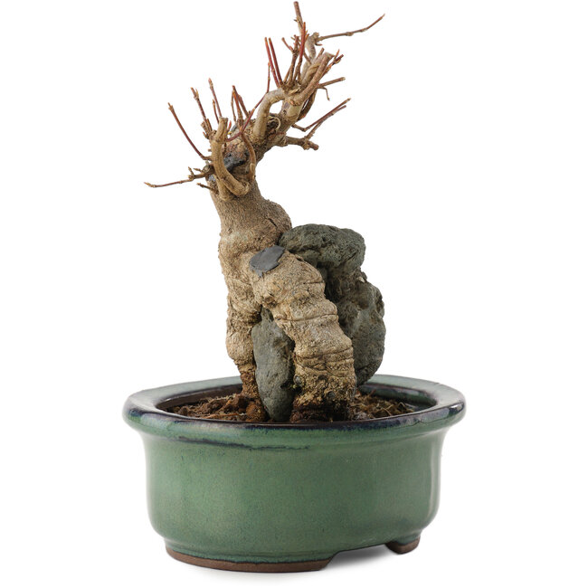 Acer buergerianum, 15,5 cm, ± 15 Jahre alt