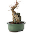 Acer buergerianum, 15,5 cm, ± 15 anni