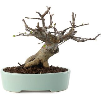 Pseudocydonia sinensis, 15 cm, ± 15 Jahre alt