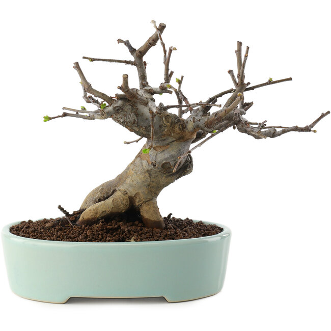 Pseudocydonia sinensis, 15 cm, ± 15 Jahre alt