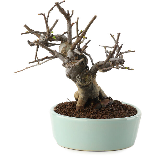 Pseudocydonia sinensis, 15 cm, ± 15 jaar oud