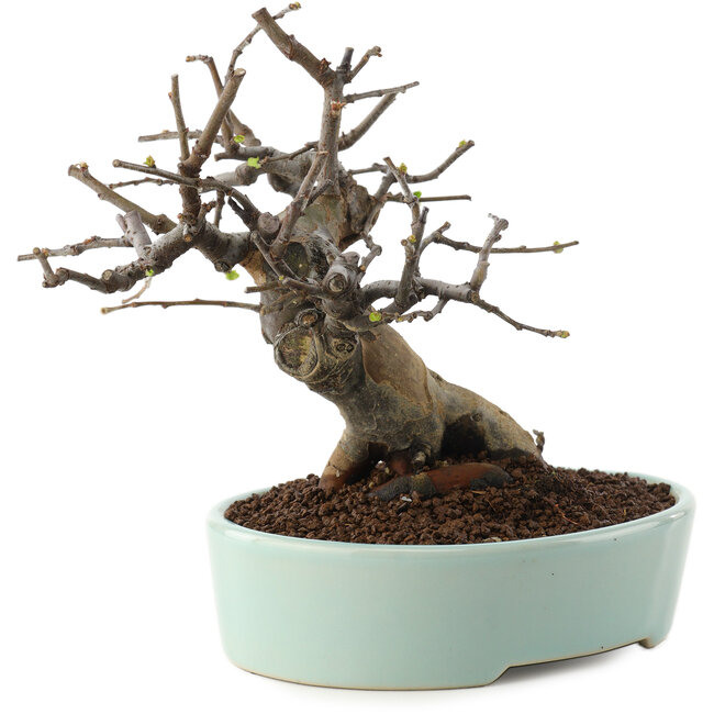 Pseudocydonia sinensis, 15 cm, ± 15 Jahre alt