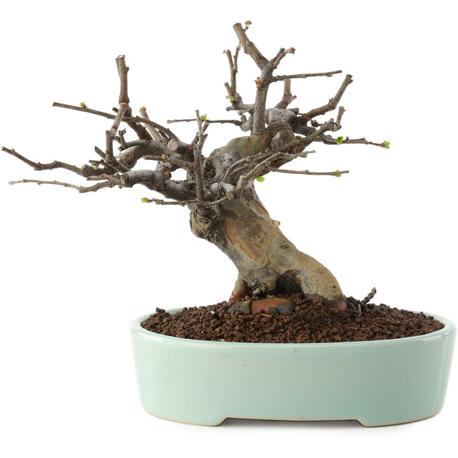 Pseudocydonia sinensis, 15 cm, ± 15 ans