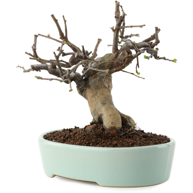 Pseudocydonia sinensis, 15 cm, ± 15 ans