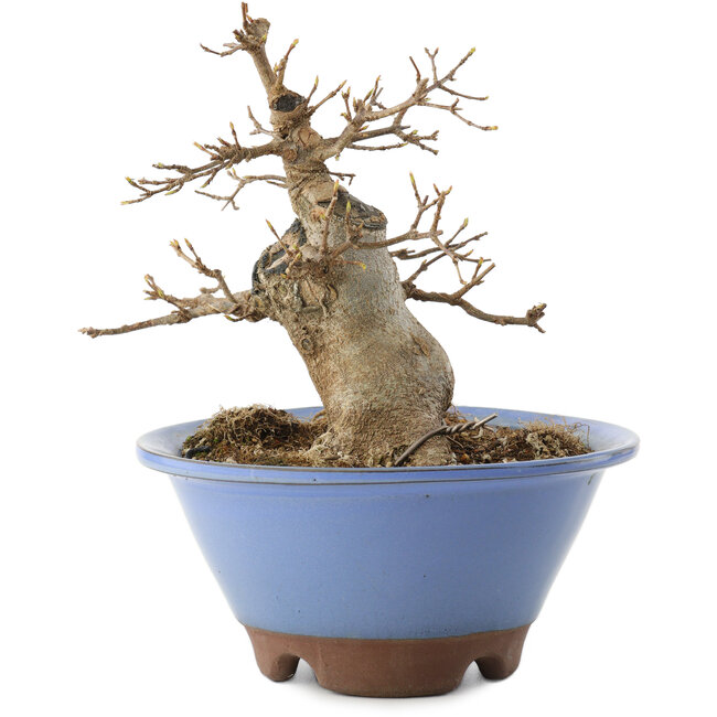 Acer buergerianum, 14 cm, ± 10 años